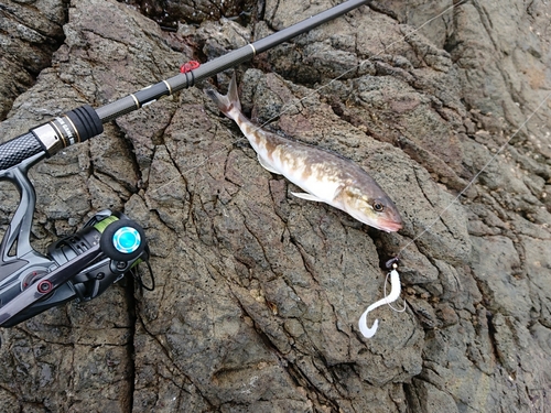 ホッケの釣果