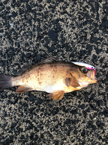 アカメバルの釣果