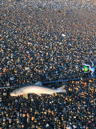 アメマスの釣果