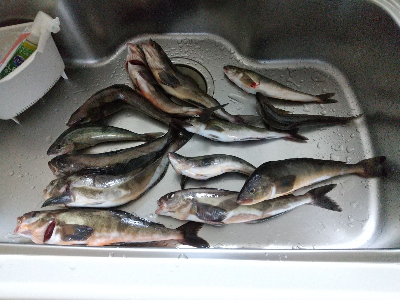 ホッケ