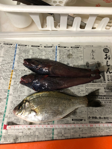 ウミタナゴの釣果