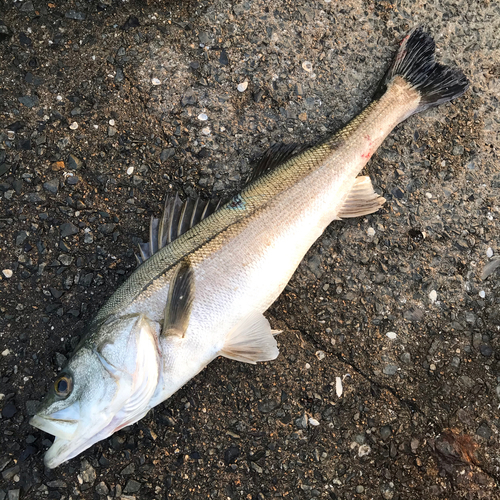 スズキの釣果