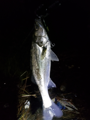 フッコ（マルスズキ）の釣果