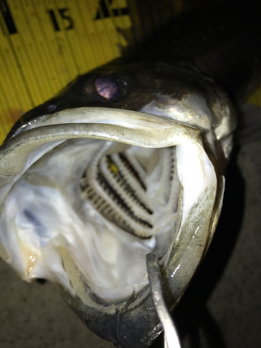 シーバスの釣果