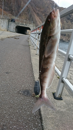 ホッケの釣果