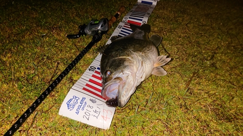 ブラックバスの釣果