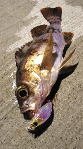 シロメバルの釣果