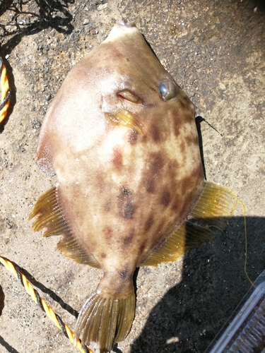 カワハギの釣果