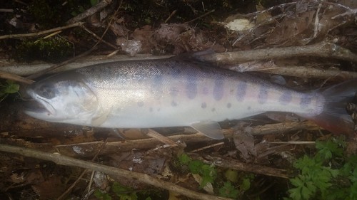 ヤマメの釣果