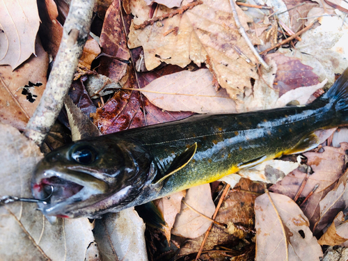 ヤマトイワナの釣果