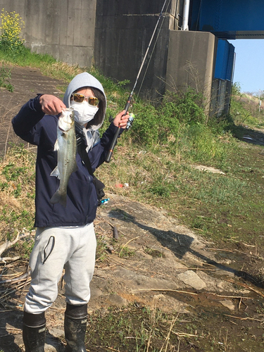 スズキの釣果