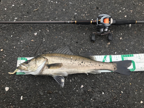 シーバスの釣果