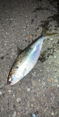 コノシロの釣果