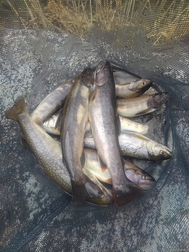 イワナの釣果