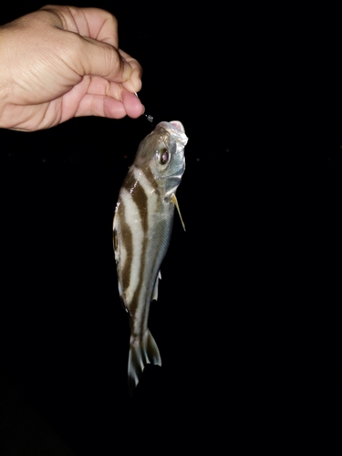 クワガナーの釣果