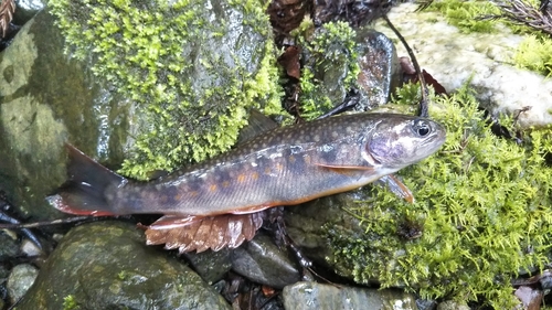 イワナの釣果