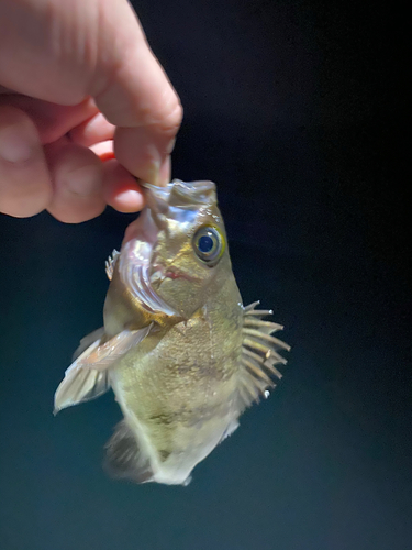 メバルの釣果