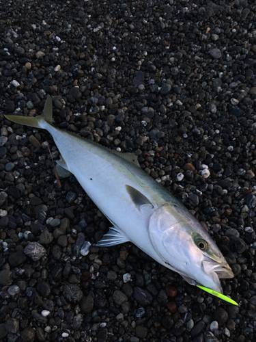 ブリの釣果