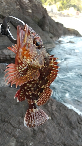 カサゴの釣果