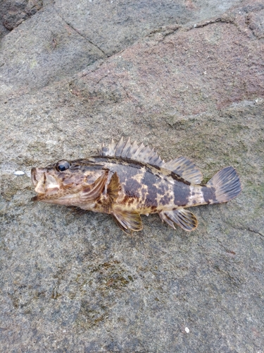 タケノコメバルの釣果