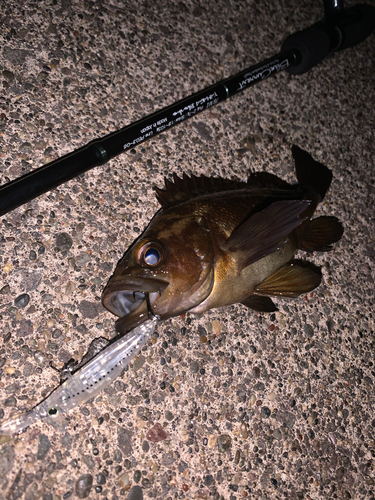 エゾメバルの釣果