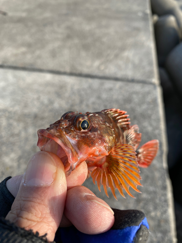 カサゴの釣果