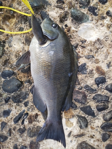 メジナの釣果