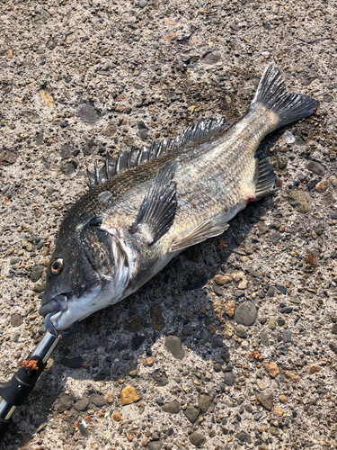 クロダイの釣果