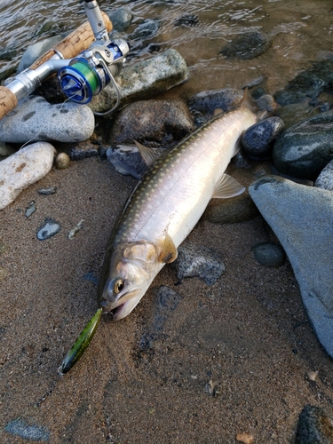 イワナの釣果