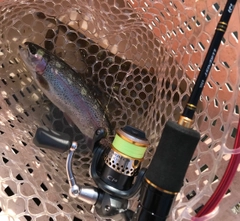 ニジマスの釣果