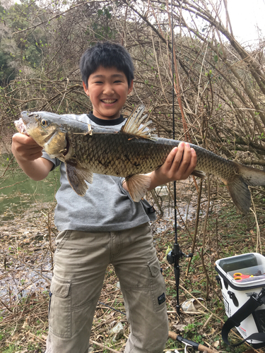 ニゴイの釣果