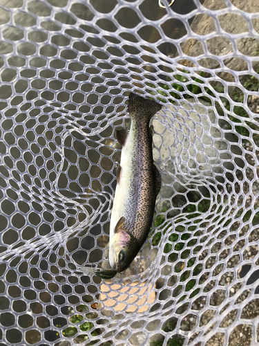 ニジマスの釣果