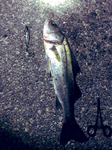 シーバスの釣果