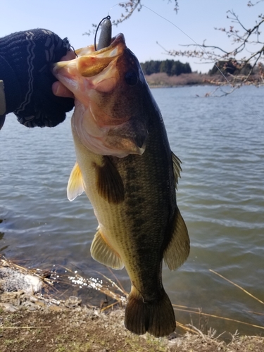 ラージマウスバスの釣果