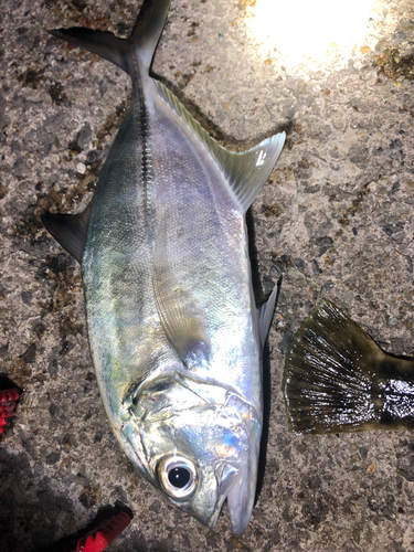 ヒラアジの釣果