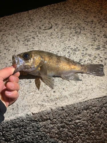 タケノコメバルの釣果