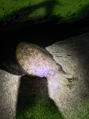 コウイカの釣果