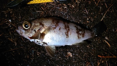 シロメバルの釣果