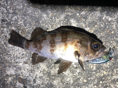 メバルの釣果