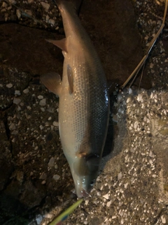 ウグイの釣果