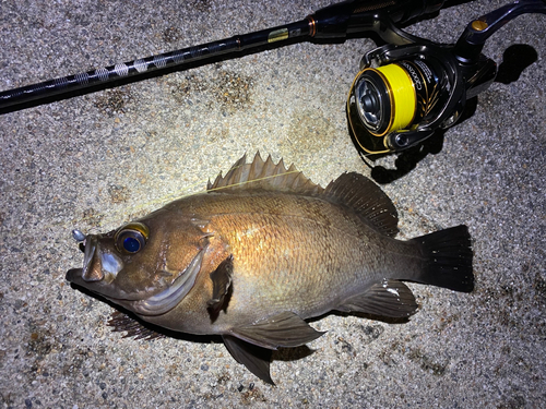 メバルの釣果