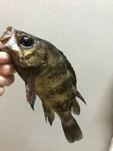 クロメバルの釣果