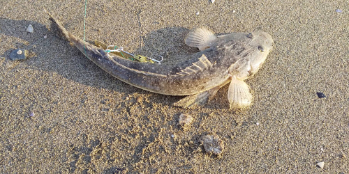 マゴチの釣果