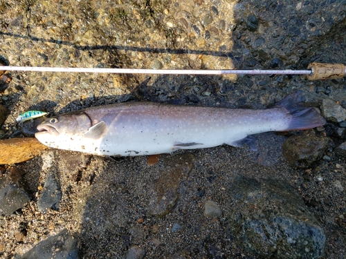 イワナの釣果