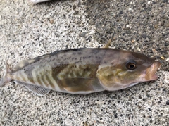 ホッケの釣果