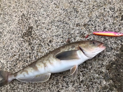 ホッケの釣果