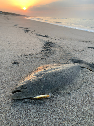 ヒラメの釣果