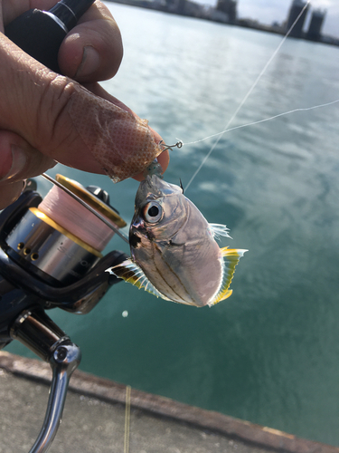 ヒイラギの釣果