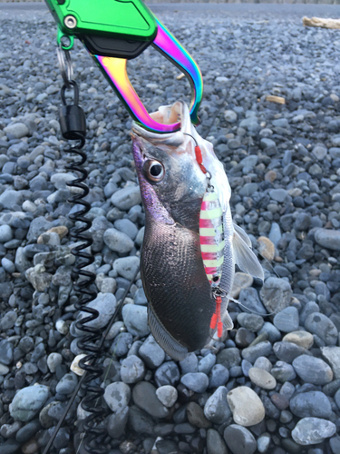 ニベの釣果