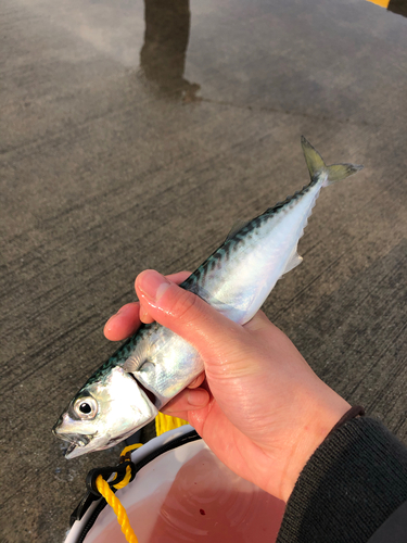 サバの釣果